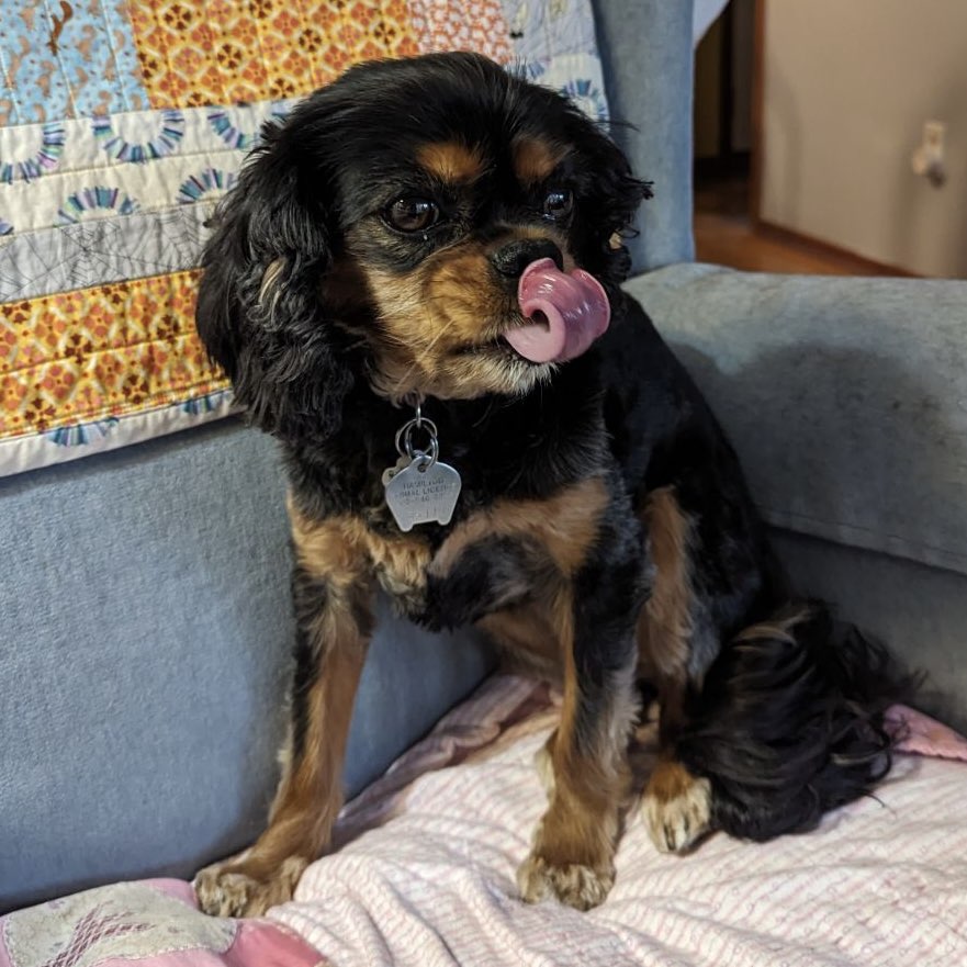 A small, black-and-brown spaniel sitting on a chair and blepping.