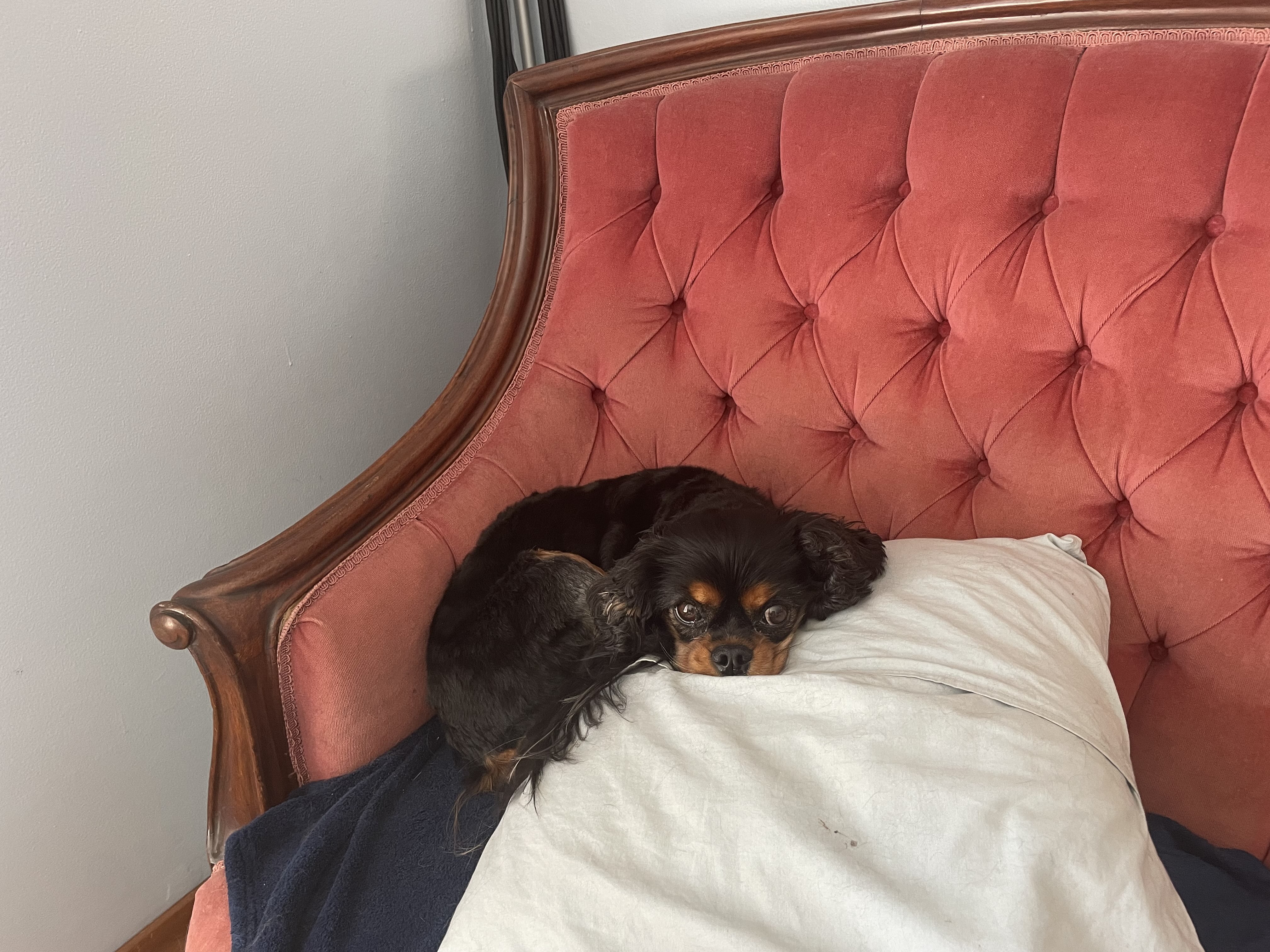 An image of a small, black spaniel curled up on a pink couch.